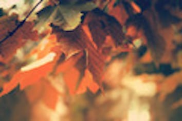 fall