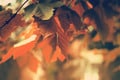 Fall Made in the Shade South Central Alberta